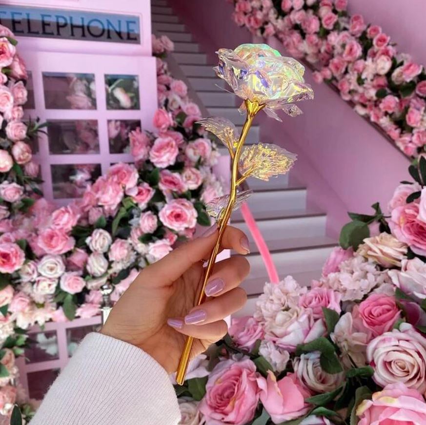 Wieczna róża tęczowa