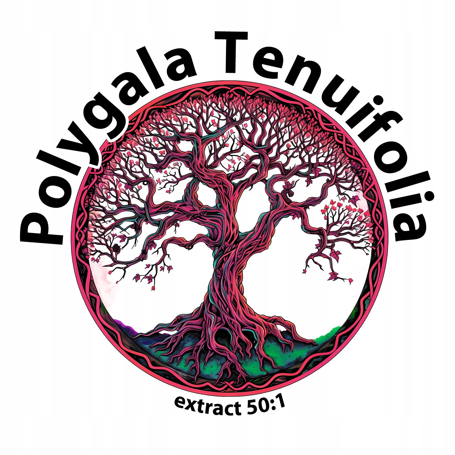 Polygala Tenuifolia Krzyżownica ekstrakt
