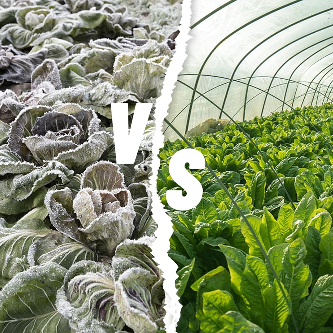 Folie agrotextil alba John Green, 3.2x10m, protejand rasaduri de legume de inghet si vant, in gradina.