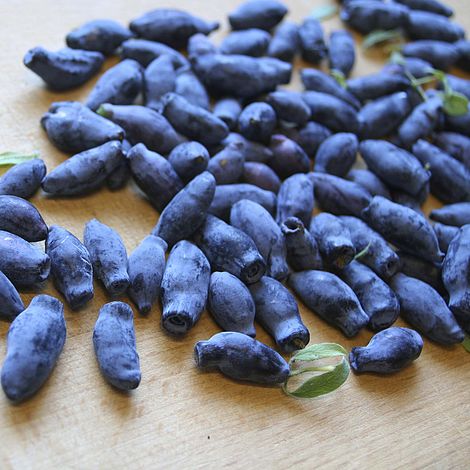 JAGODA kamczacka SUPER PAKIET 2xWojtek+1xZojka DON