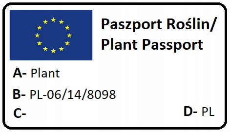 AGREST CZERWONY sadzonka PYSZNE PRZETWORY Witaminy