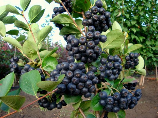 ARONIA w doniczce NERO na SOK obfity OWOC witaminy