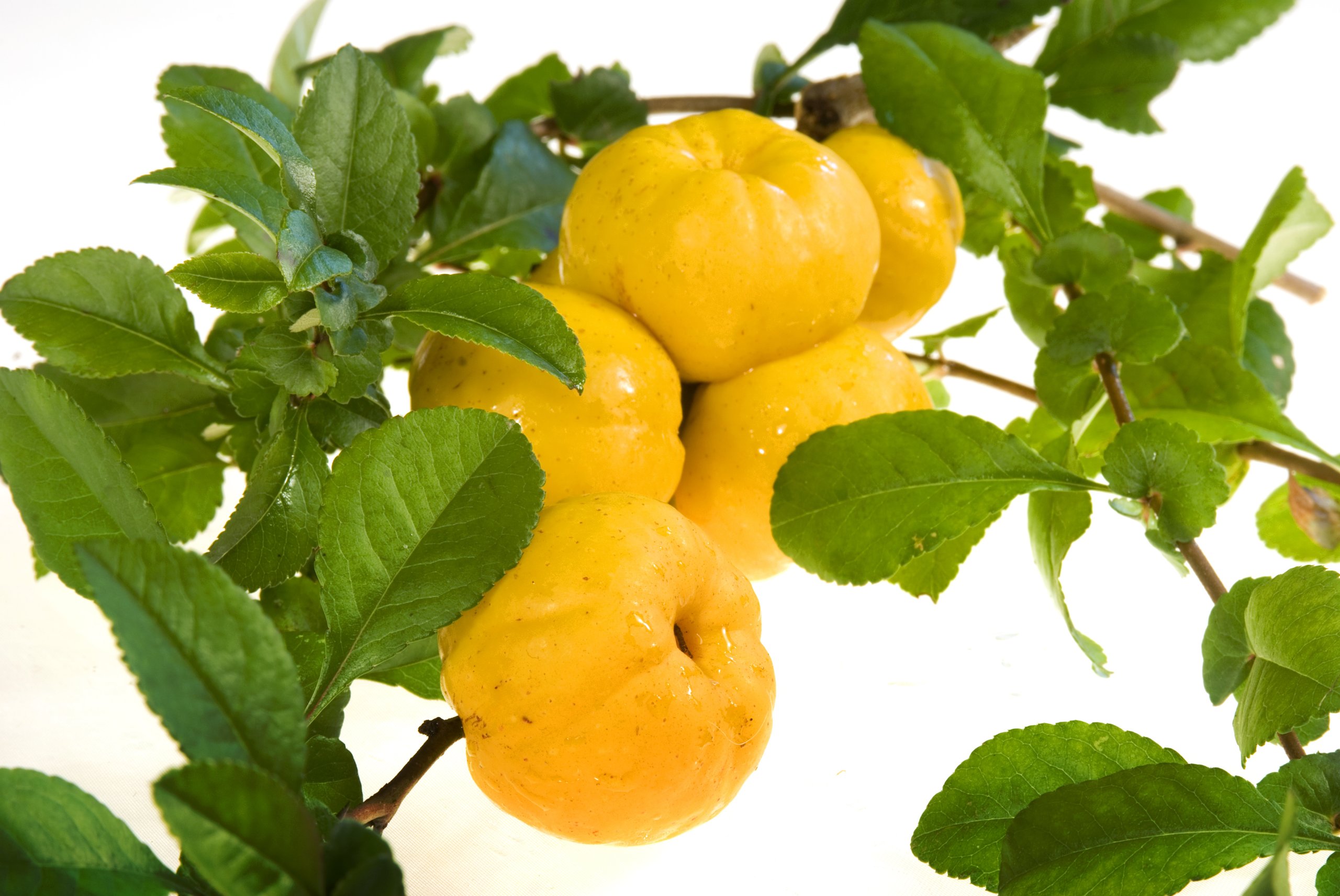 Pigwowiec japoński CIDO sadzonki pigwa nalewki DON