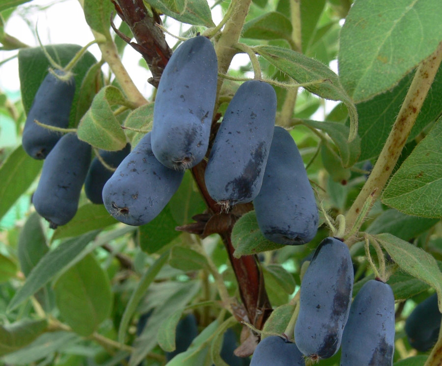 JAGODA kamczacka SUPER PAKIET 2xWojtek+1xZojka DON