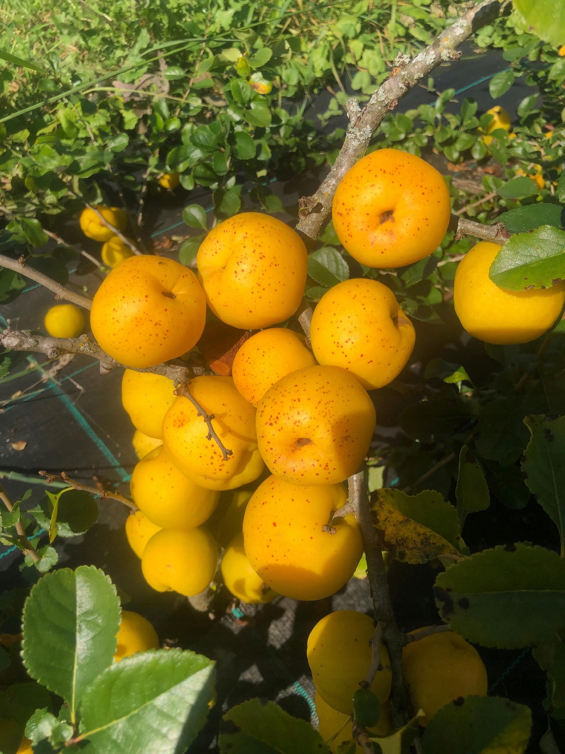 Pigwowiec japoński CIDO sadzonki pigwa nalewki DON