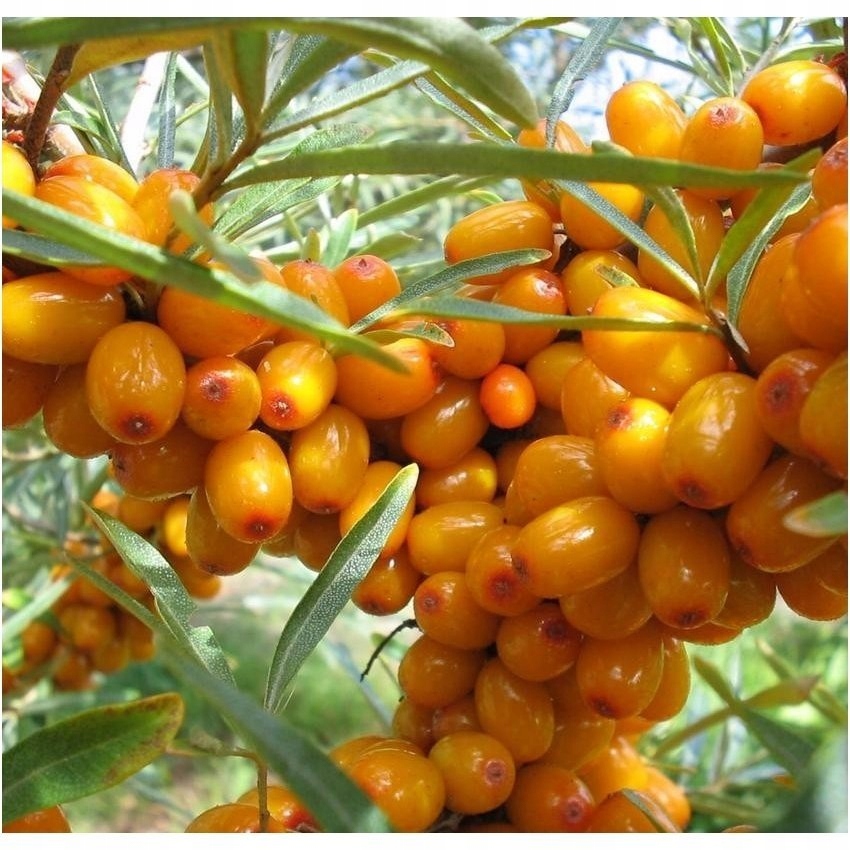 ROKITNIK leczniczy SAMOPYLNY witamin MOC w DONICY