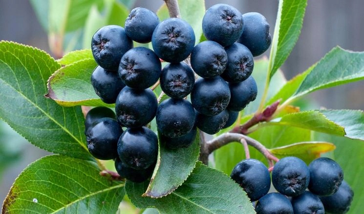 ARONIA w doniczce NERO na SOK obfity OWOC witaminy