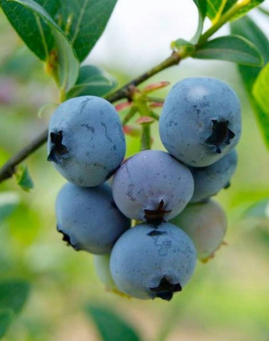 Borówka amerykańska BRIGITTA duża i trwała NOWOŚĆ