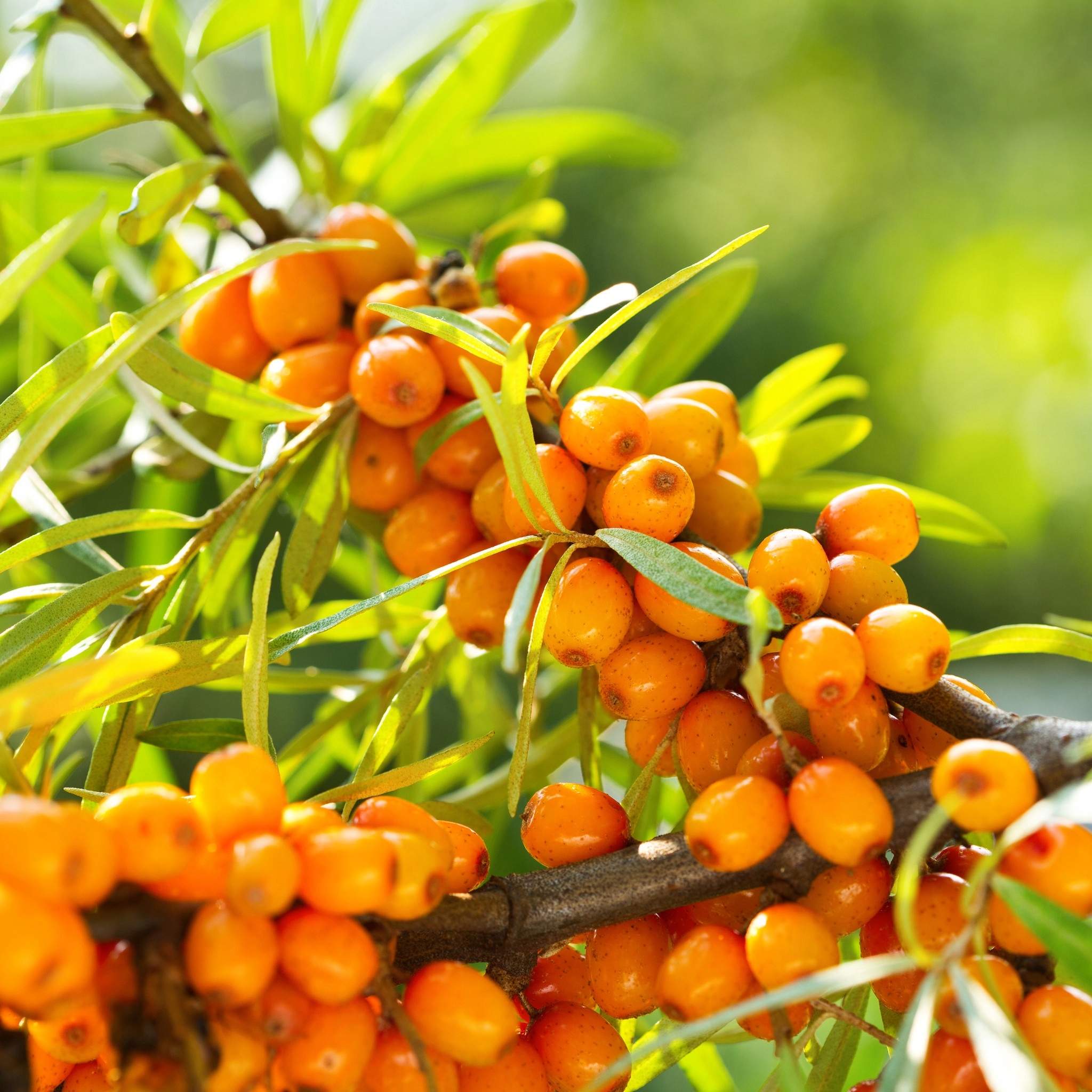 ROKITNIK leczniczy SAMOPYLNY witamin MOC w DONICY