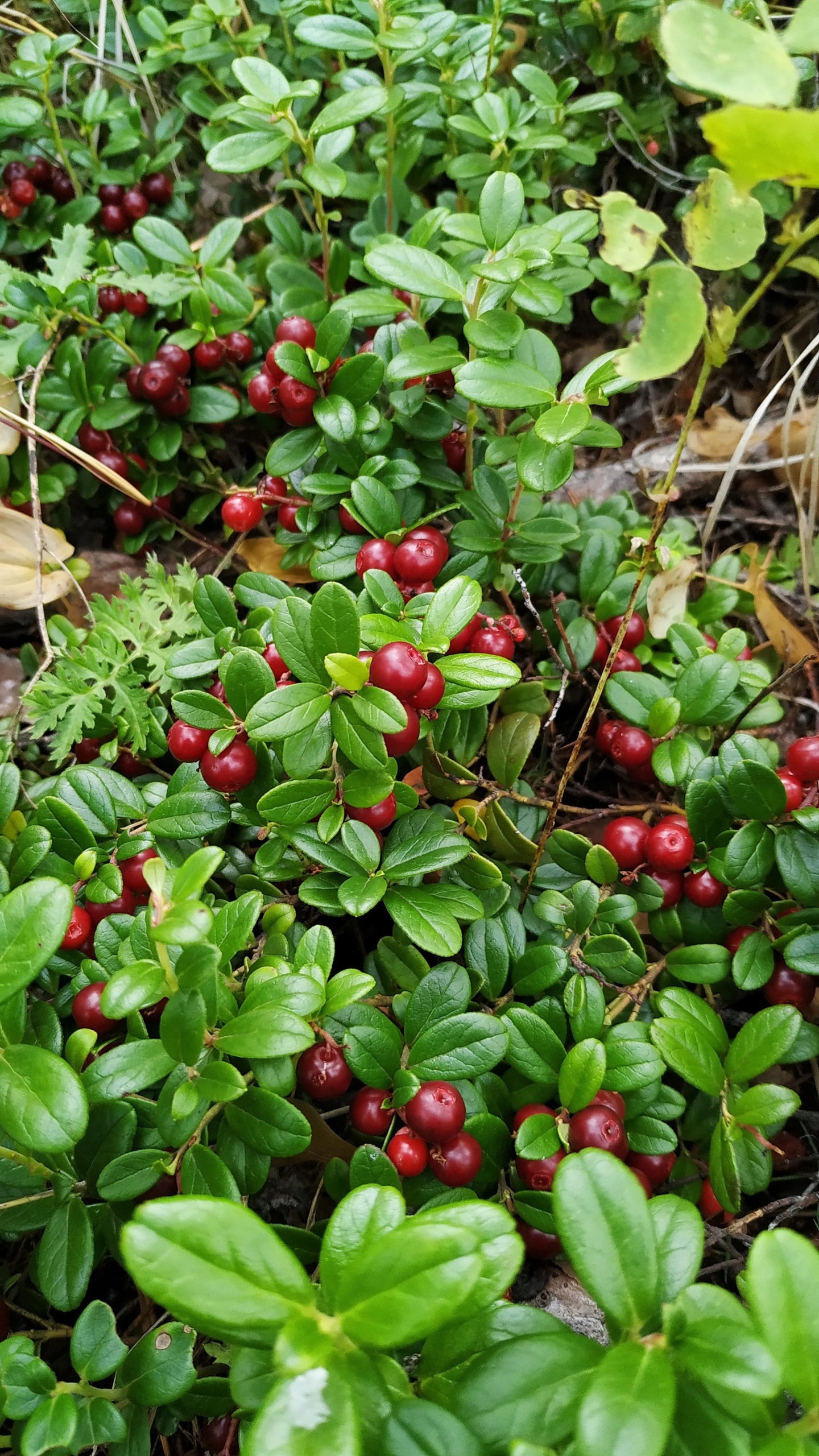 Borówka BRUSZNICA leczniczy OWOC na NALEWKĘ pyszna