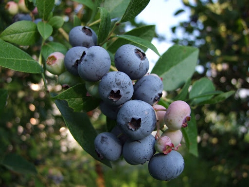Borówka amerykańska BRIGITTA duża i trwała NOWOŚĆ