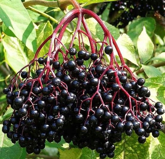 CZARNY BEZ SAMPO bomba witamin SADZONKA w DONICY