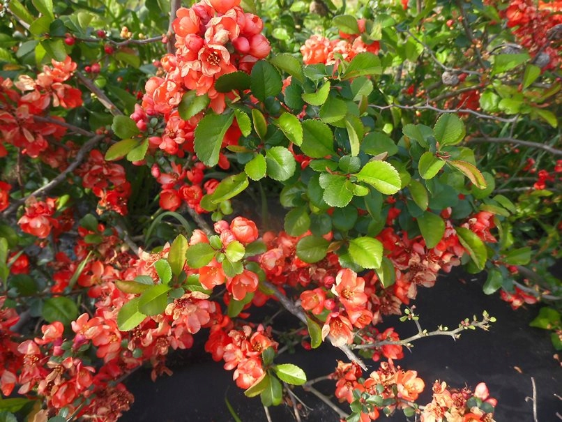 PIGWOWIEC japoński SADZONKI pigwa NALEWKA sok 2-letni