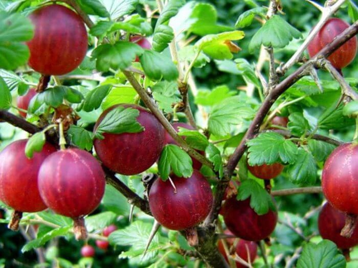 AGREST CZERWONY sadzonka PYSZNE PRZETWORY Witaminy