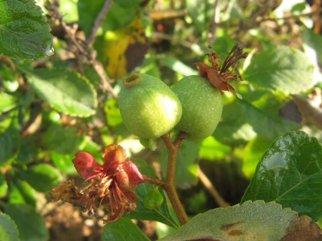 Pigwowiec japoński sadzonki pigwa nalewki sok 3-letni