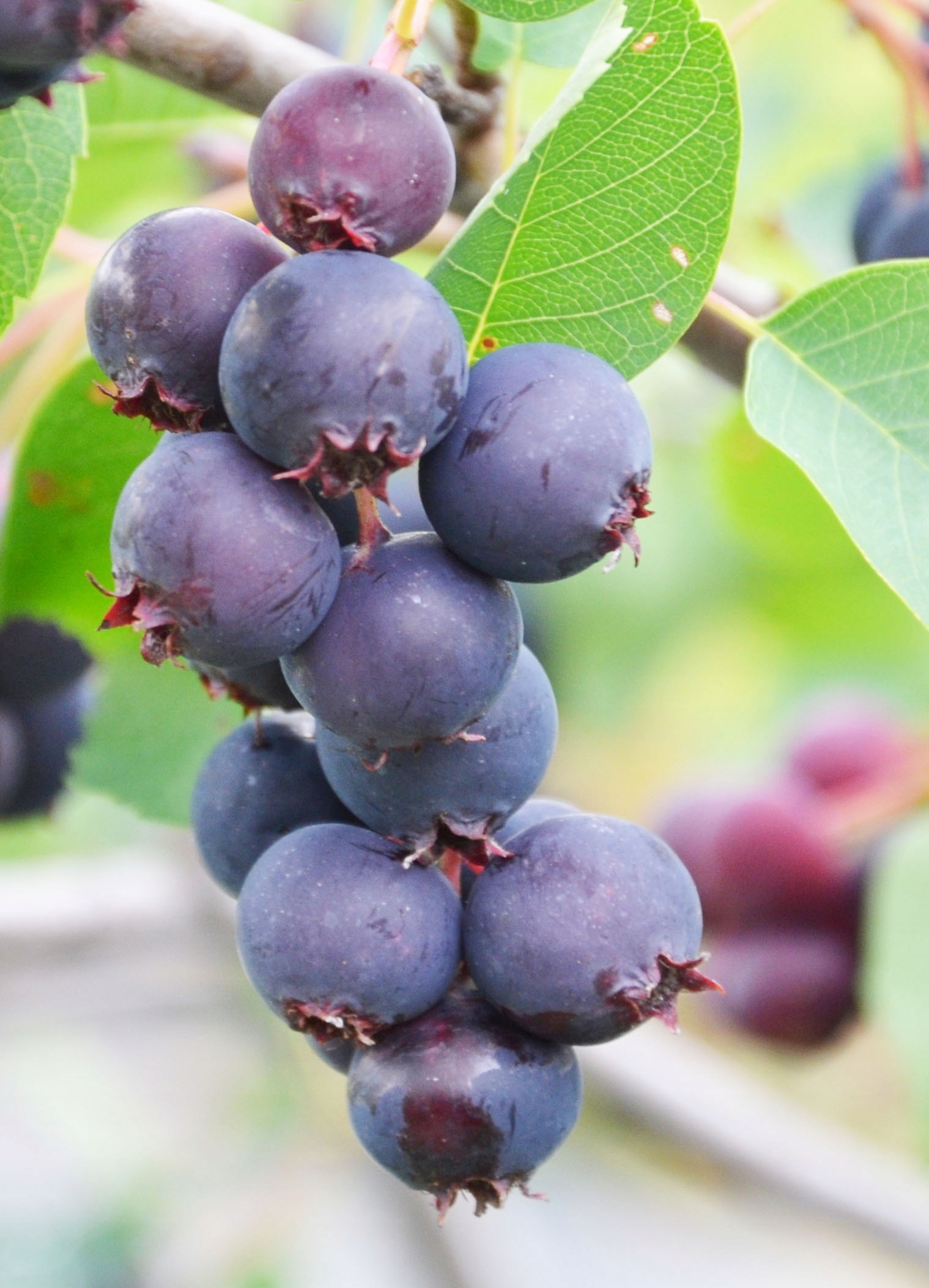 ŚWIDOŚLIWA AMELANCHIER słodki DUŻY OWOC moc WITAMI