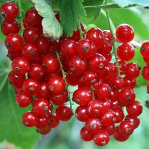 Porzeczka czerwona BOMBA WITAMIN krzew PRZETWORY