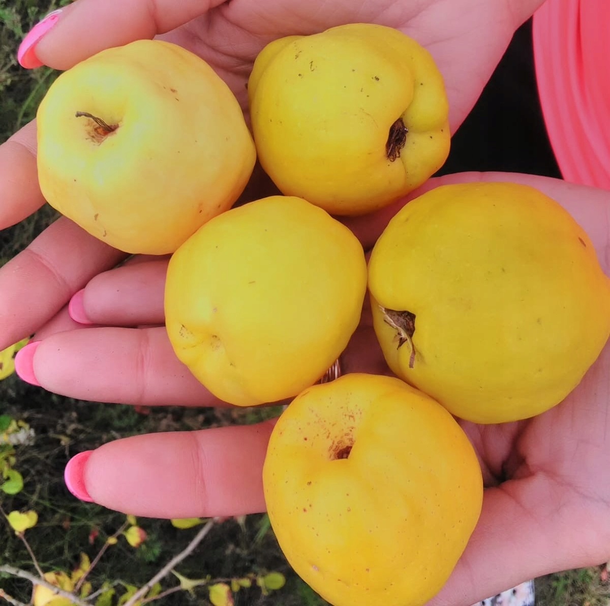 Pigwowiec japoński CIDO sadzonki pigwa nalewki DON