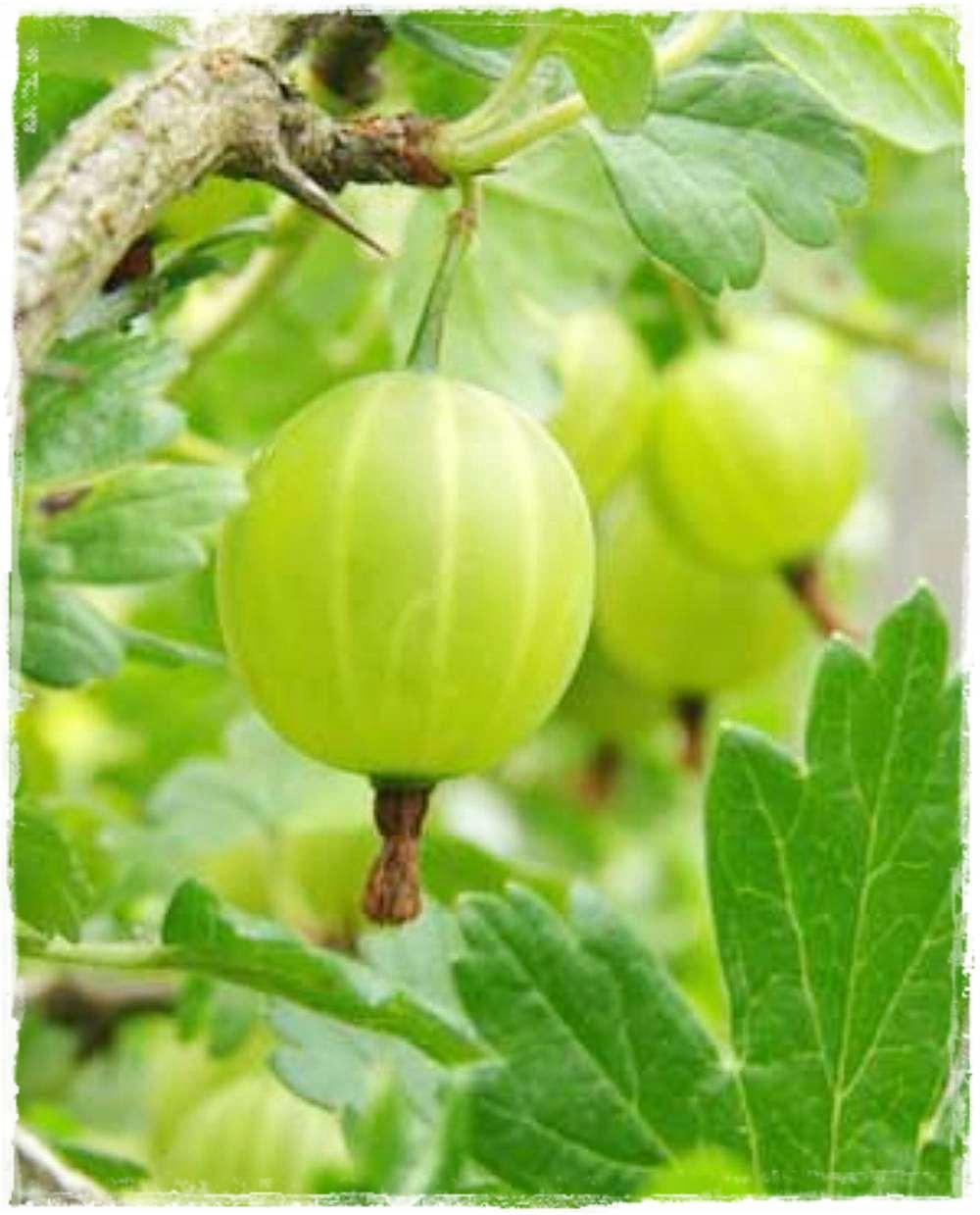 AGREST ZIELONY sadzonka PYSZNE PRZETWORY Witaminy