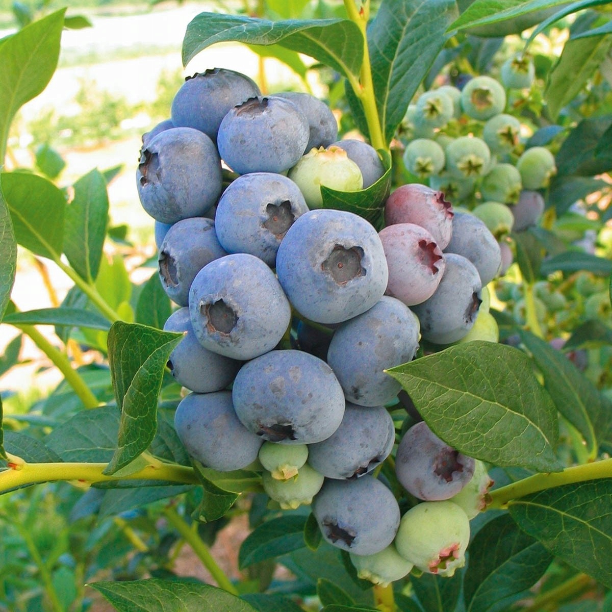 Borówka amerykańska DUKE NAJSMACZNIEJSZA! wczesna!