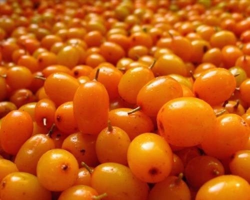 ROKITNIK leczniczy SAMOPYLNY witamin MOC w DONICY