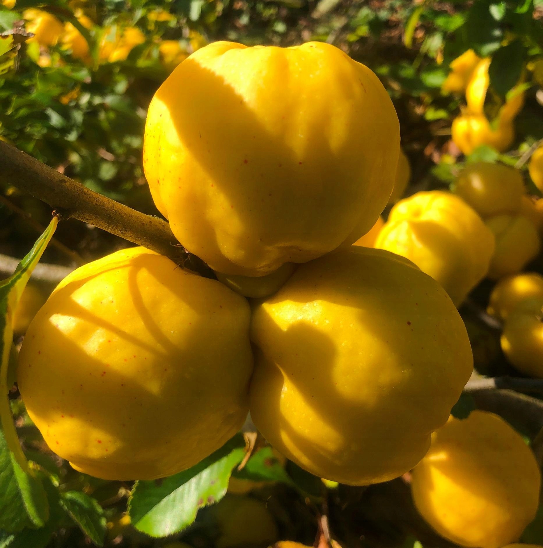 PIGWOWIEC japoński SADZONKI pigwa NALEWKA sok 2-letni