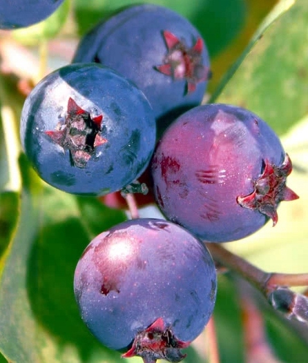 ŚWIDOŚLIWA AMELANCHIER słodki DUŻY OWOC moc WITAMI