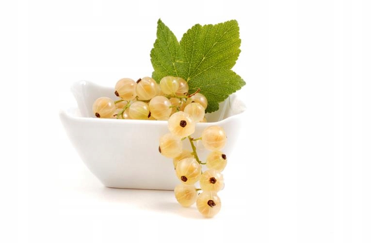 Porzeczka biała WERSALSKA żółta słodki OWOC krzew