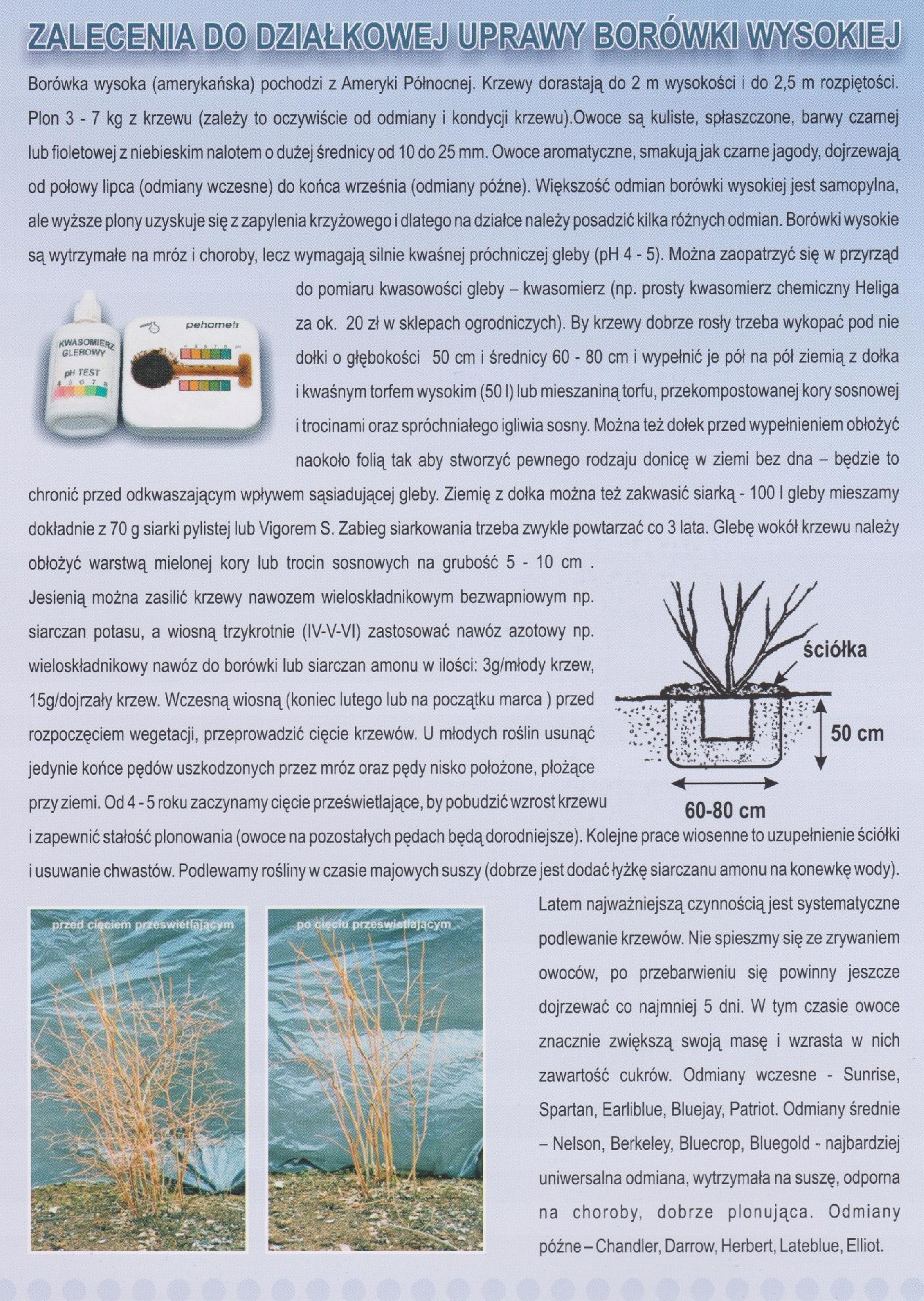 Borówka amerykańska DUKE NAJSMACZNIEJSZA! wczesna!