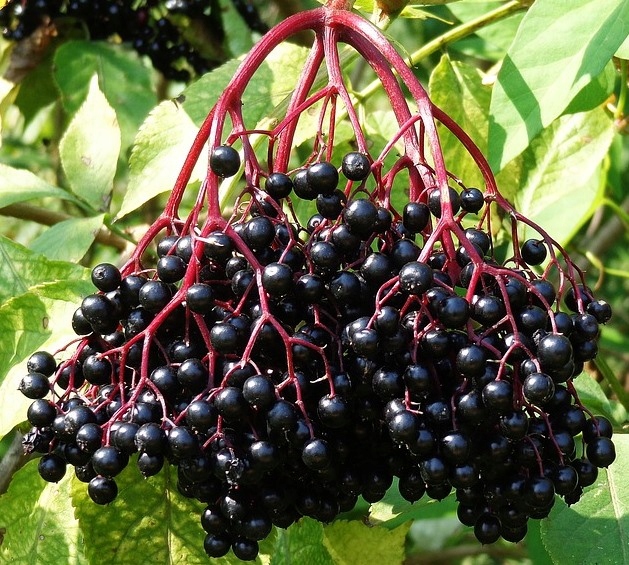 CZARNY BEZ SAMPO bomba witamin SADZONKA w DONICY