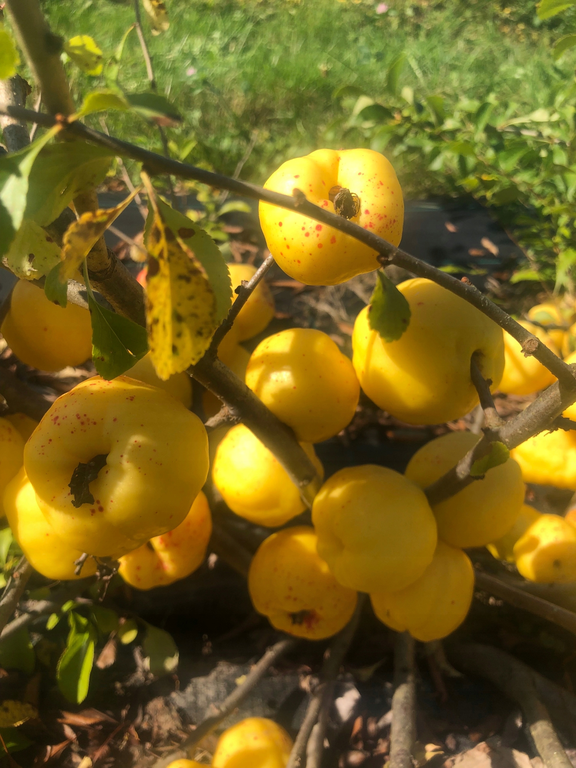 Pigwowiec japoński CIDO sadzonki pigwa nalewki DON