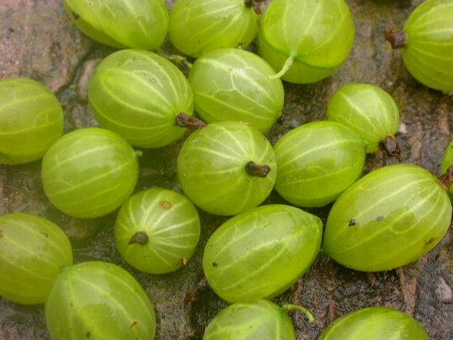 AGREST ZIELONY sadzonka PYSZNE PRZETWORY Witaminy