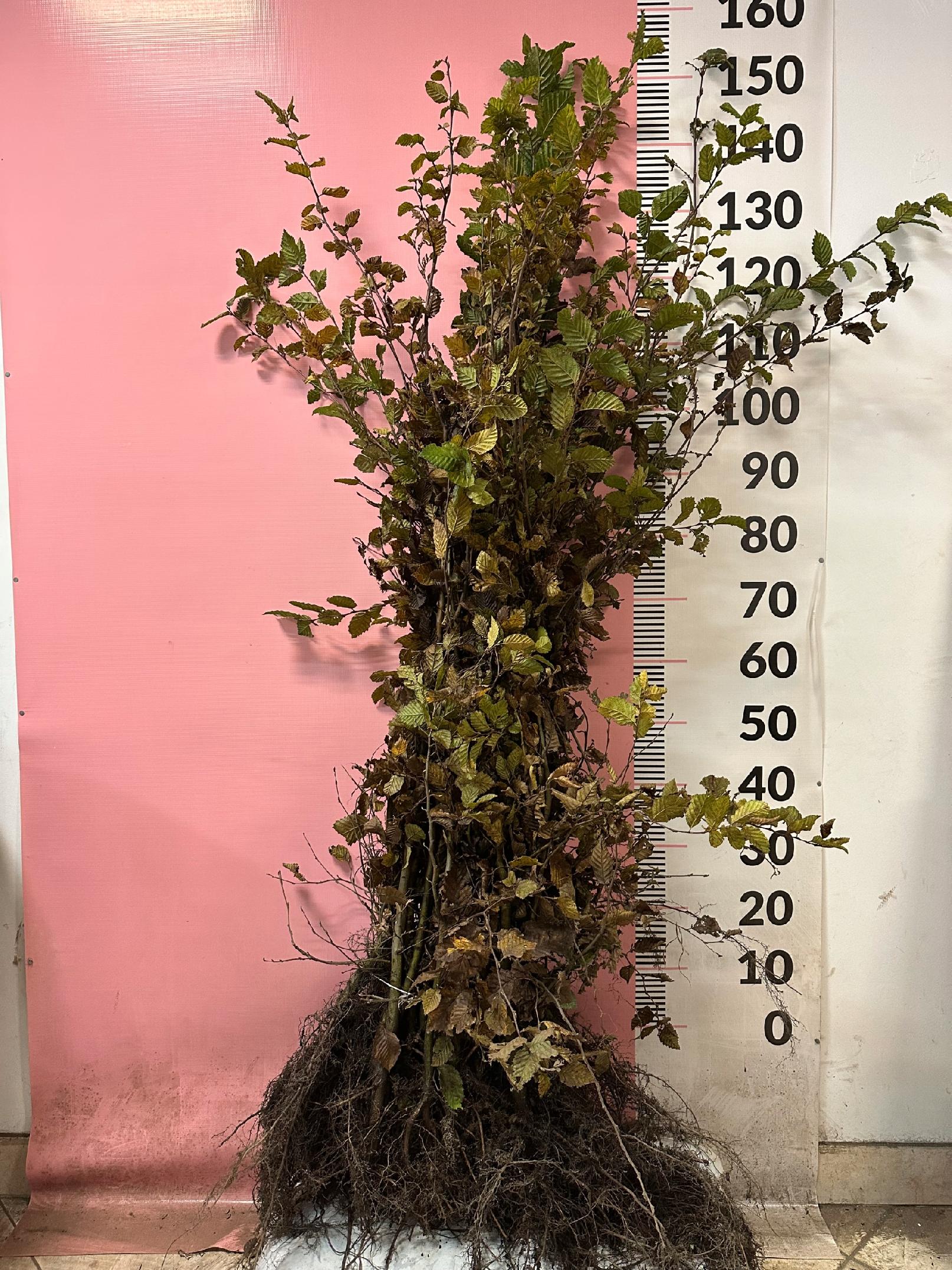 Grab Pospolity sadzonki 100-150 cm SZKÓŁKOWANY nie siewka PAKIET 50 szt