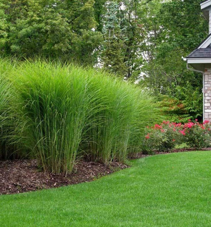 MISKANT CHIŃSKI GRACILLIMUS w Doniczce P9 Trawa ozdobna szybkorosnąca