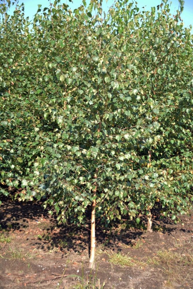 Brzoza Brodawkowata sadzonki 130-170 cm