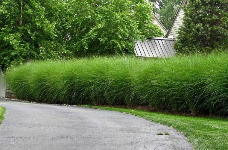 MISKANT CHIŃSKI GRACILLIMUS w Doniczce P9 Trawa ozdobna szybkorosnąca