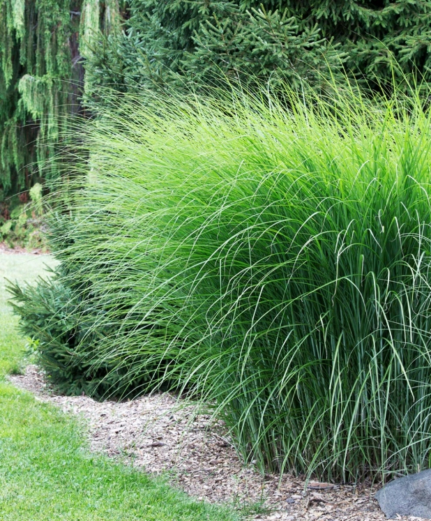 MISKANT CHIŃSKI GRACILLIMUS w Doniczce P9 Trawa ozdobna szybkorosnąca