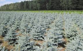 Świerk srebrny sadzonki 3 latek cm SZKÓŁKOWANY