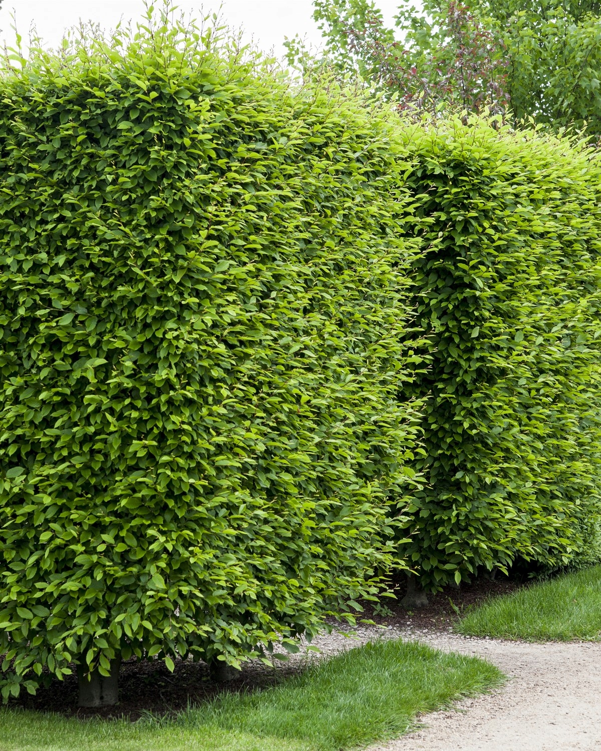 Grab Pospolity sadzonki 100-150 cm SZKÓŁKOWANY nie siewka PAKIET 50 szt