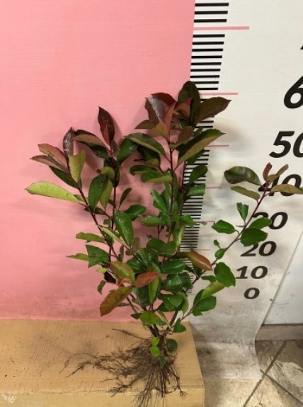 Głogownik Red Robin Fraseri Photina sadzonki 40-70 cm