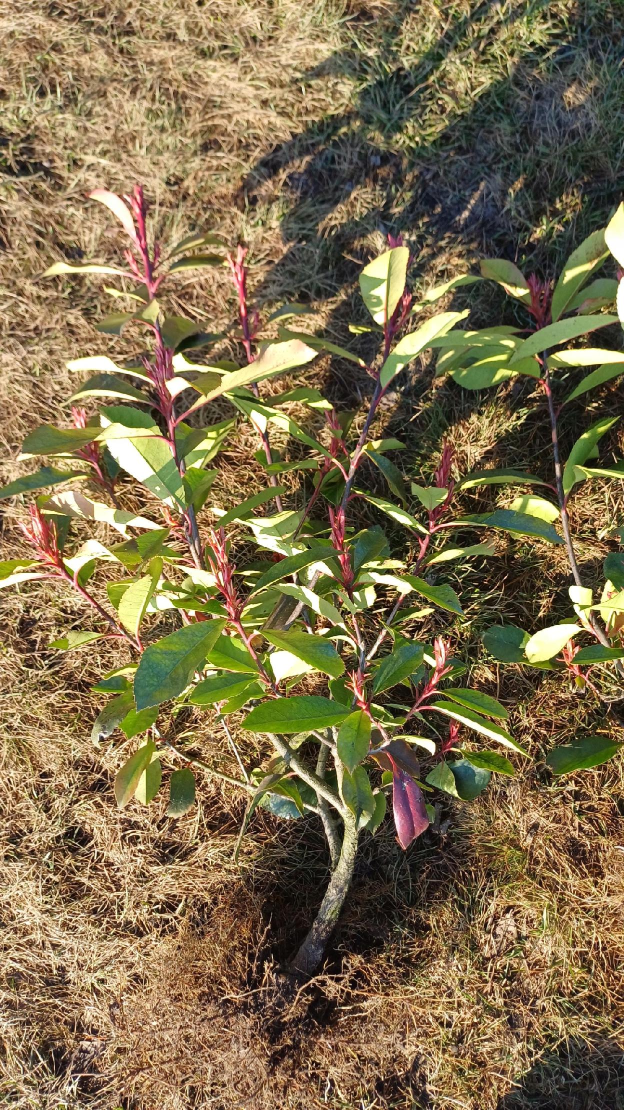 Głogownik Red Robin Fraseri Photina sadzonki 40-70 cm