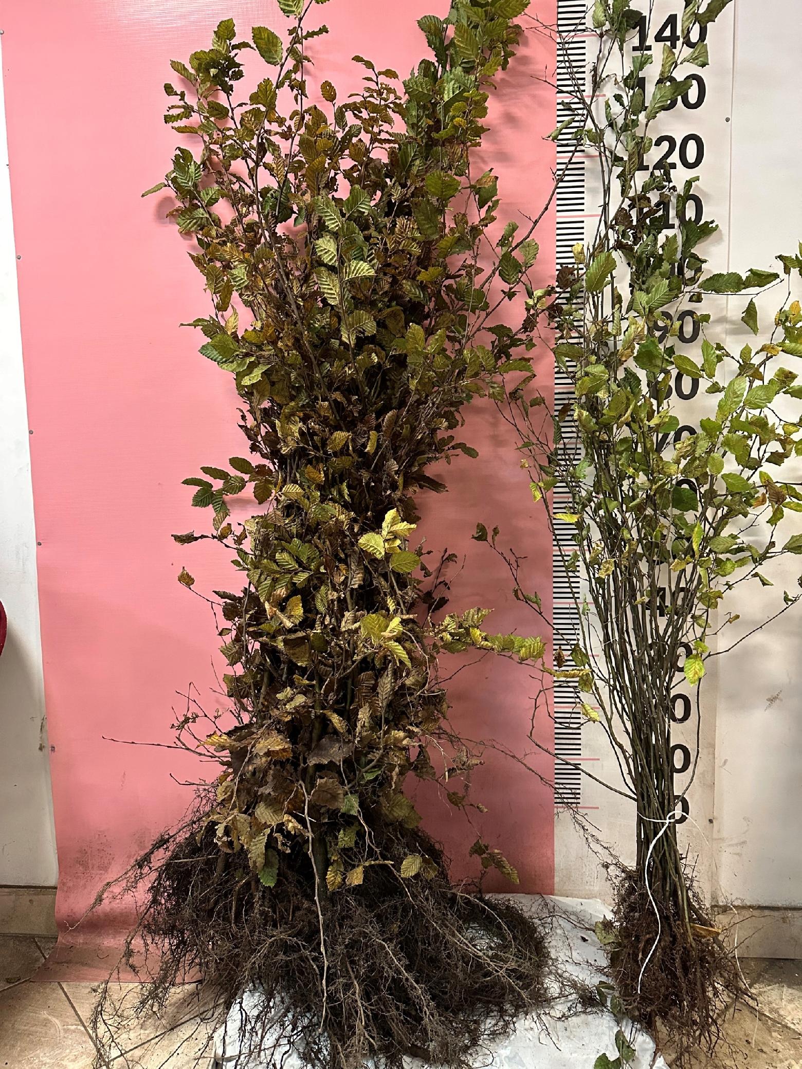 Grab Pospolity sadzonki 100-150 cm SZKÓŁKOWANY nie siewka PAKIET 50 szt