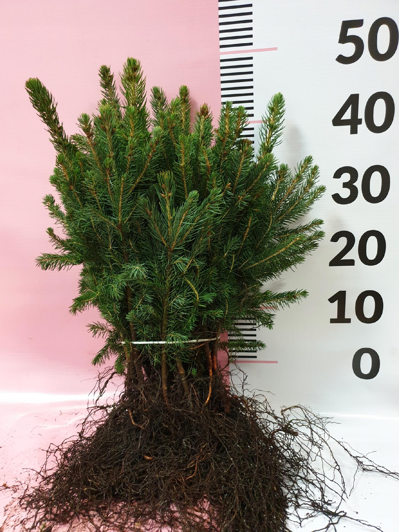 Świerk srebrny sadzonki 3 latek cm SZKÓŁKOWANY