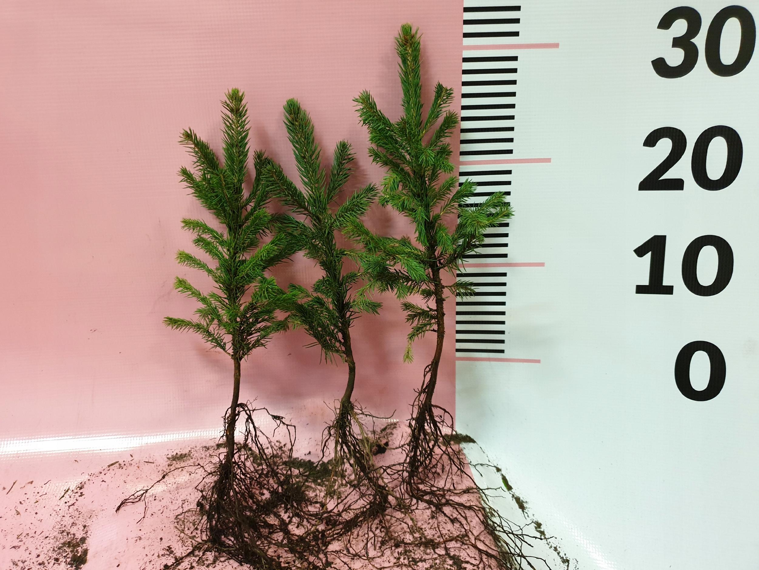 Świerk srebrny sadzonki 3 latek cm SZKÓŁKOWANY