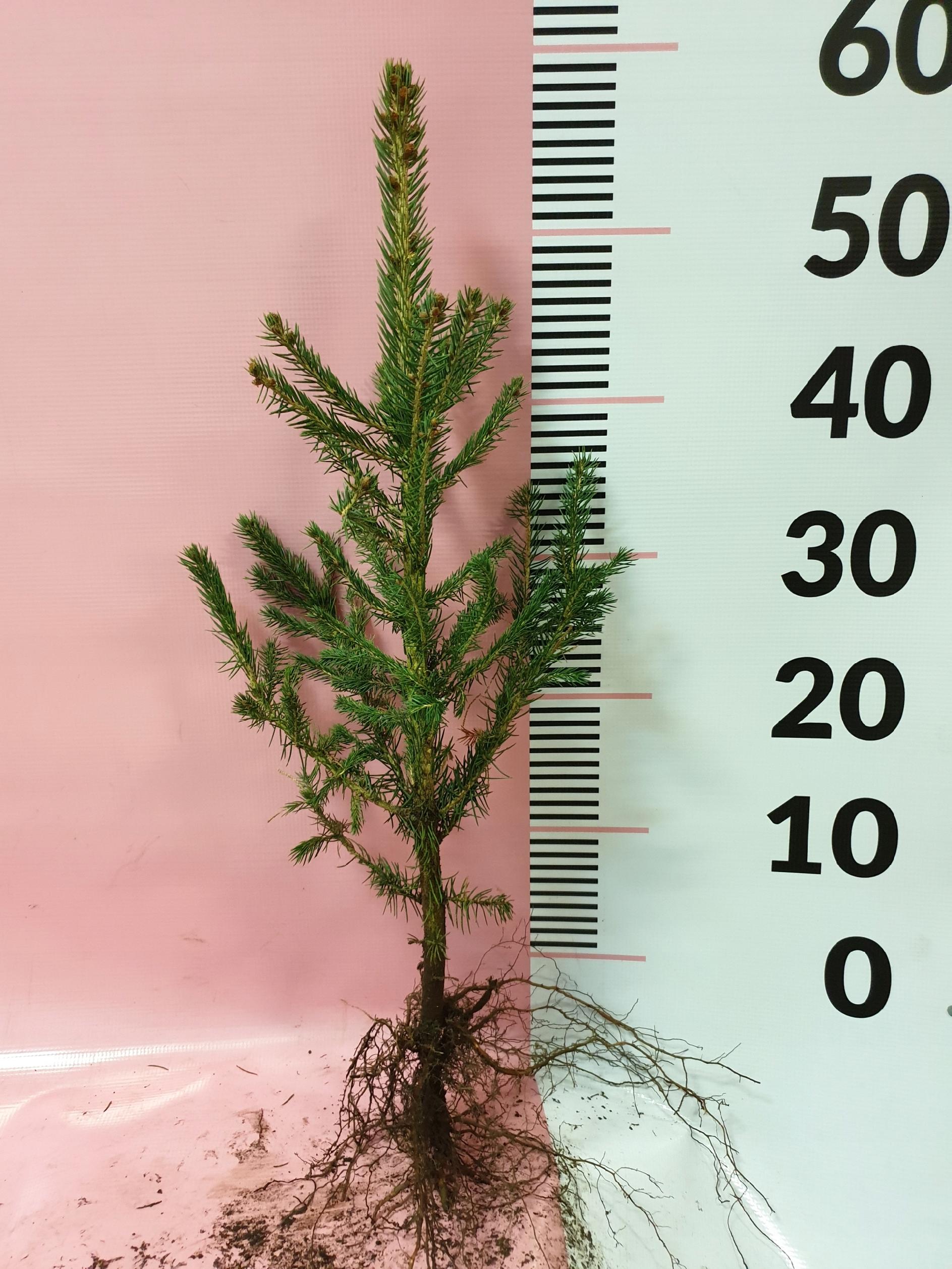 Świerk srebrny sadzonki 4 latek cm SZKÓŁKOWANY