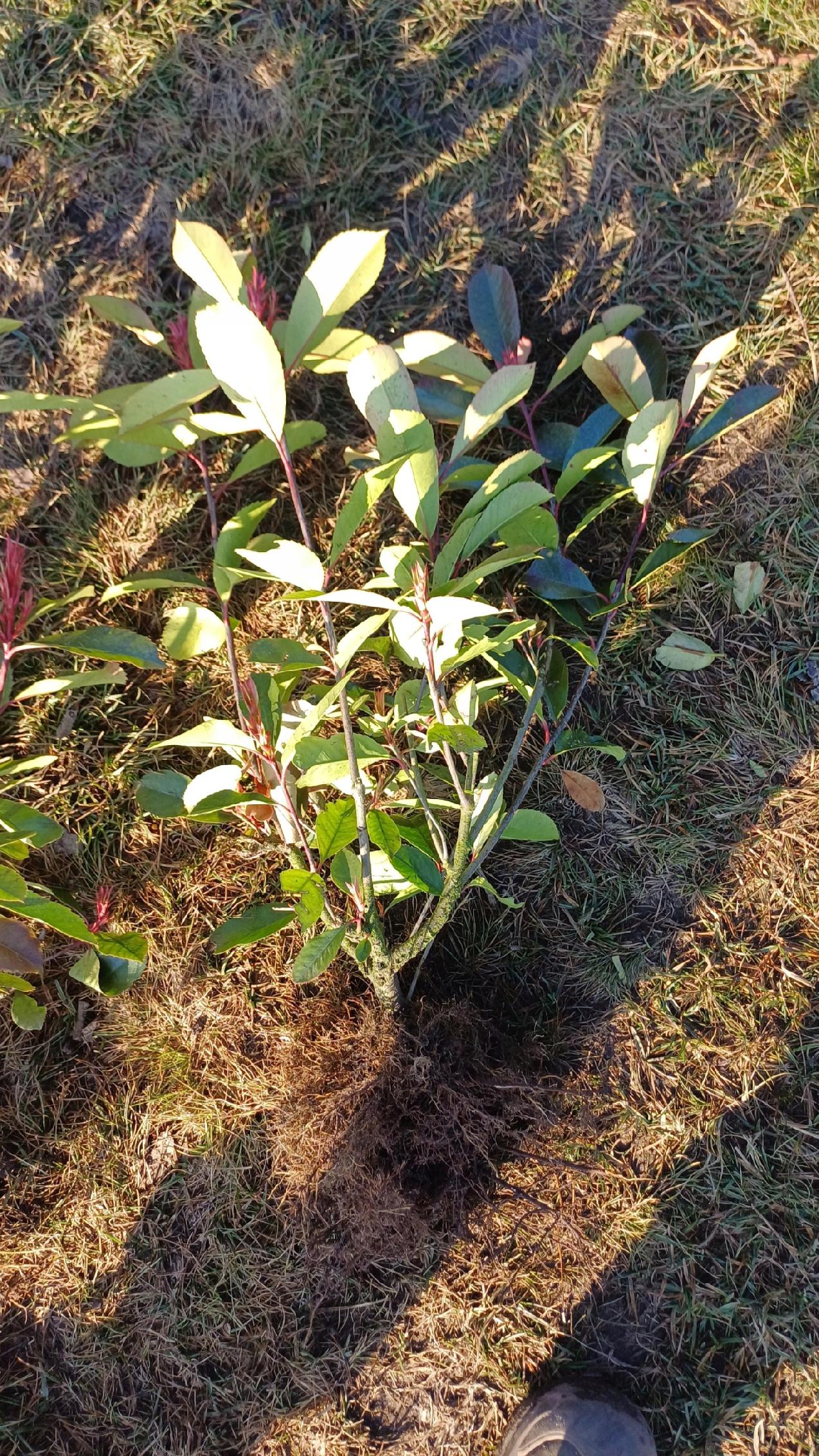 Głogownik Red Robin Fraseri Photina sadzonki 40-70 cm