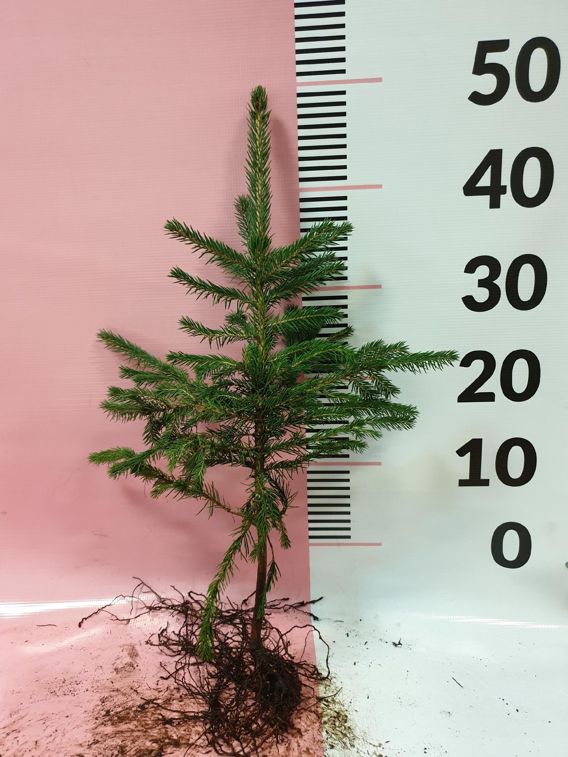 Świerk srebrny sadzonki 3 latek cm SZKÓŁKOWANY