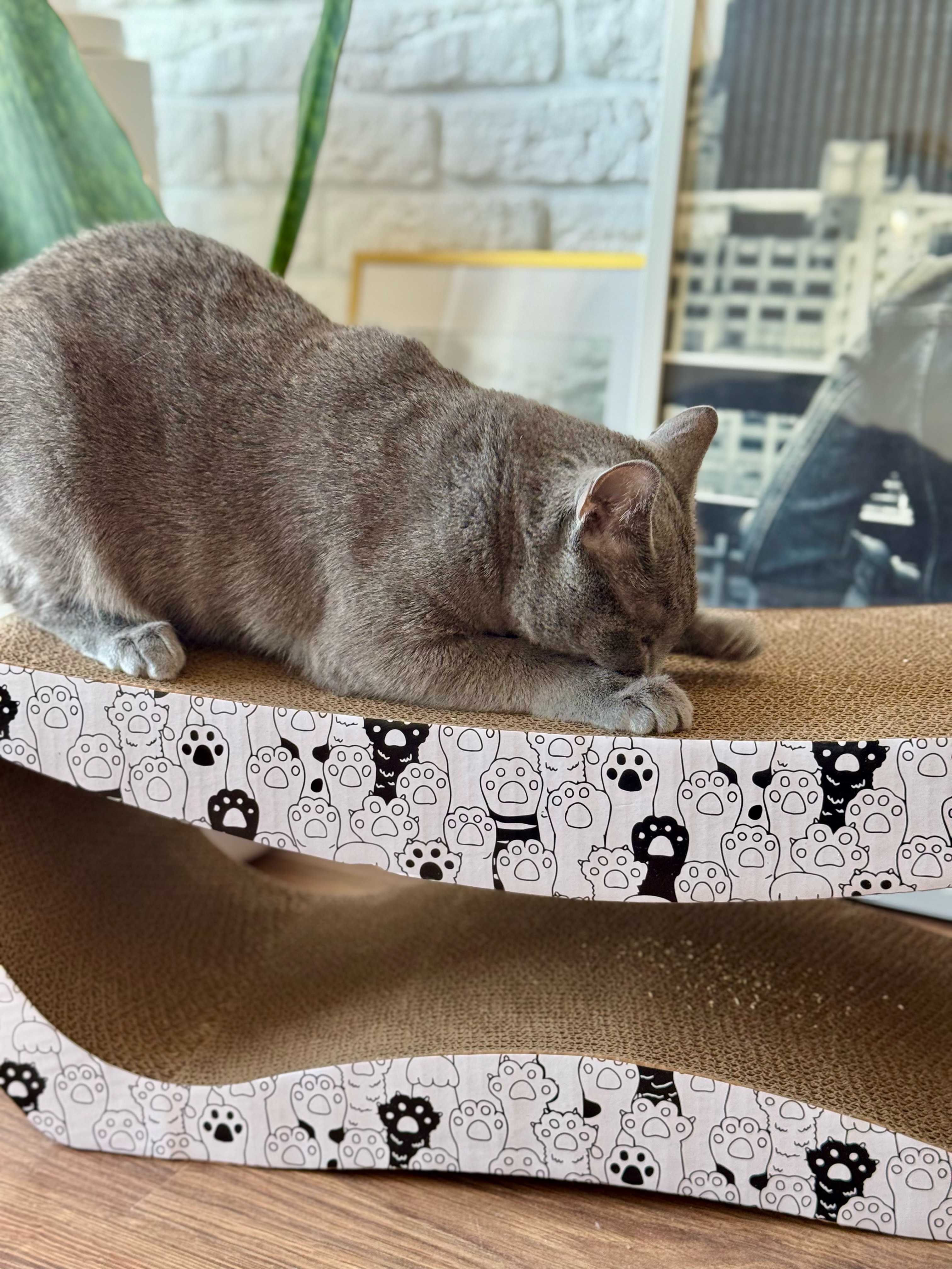 DRAPAK DLA KOTA TEKTUROWY DUŻY legowisko do drapania LEŻAK KARTONOWY