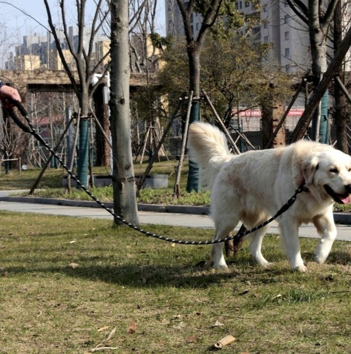 SMYCZ DLA DUŻEGO PSA LINKA GRUBA ODBLASKOWA 1,5m