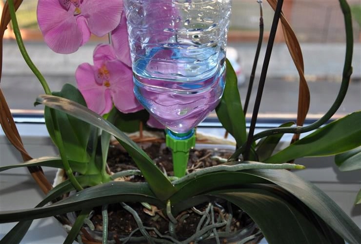 Nawadniacz do roślin kwiatów ziemi na wodę 1 szt.